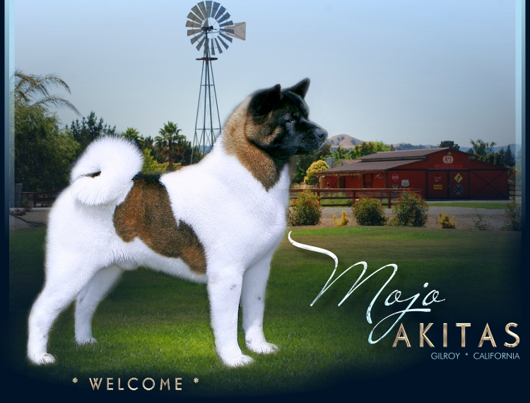 american akita breeder