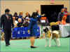 Steady_FreestackACANat2012(web).jpg (389176 bytes)
