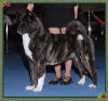 Batina - Dembe's Dancing Tigress