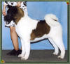 Best In Sweeps - Santa Clara K.C. 2006