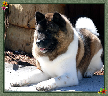 Deuce pictured at 4yrs