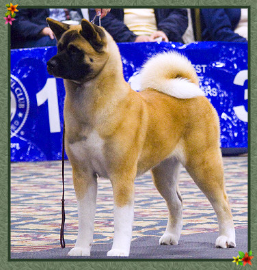 Passion -breeder/owner/handled at the National 2007
