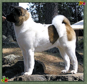 Sachi pictured at 3years