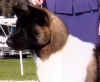 Zeus_photoimage7.jpg (39421 bytes)